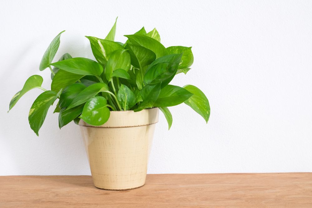 𝐕𝐚𝐬𝐭𝐮 𝐏𝐥𝐚𝐧𝐭𝐬 𝐟𝐨𝐫 𝐇𝐨𝐦𝐞 20 Plants That Are Best For Home As Per Vastu 1620